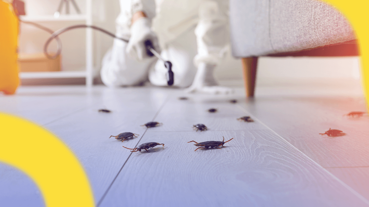 Pest Control in Kuwait: How to Get Rid of Bed Bugs?