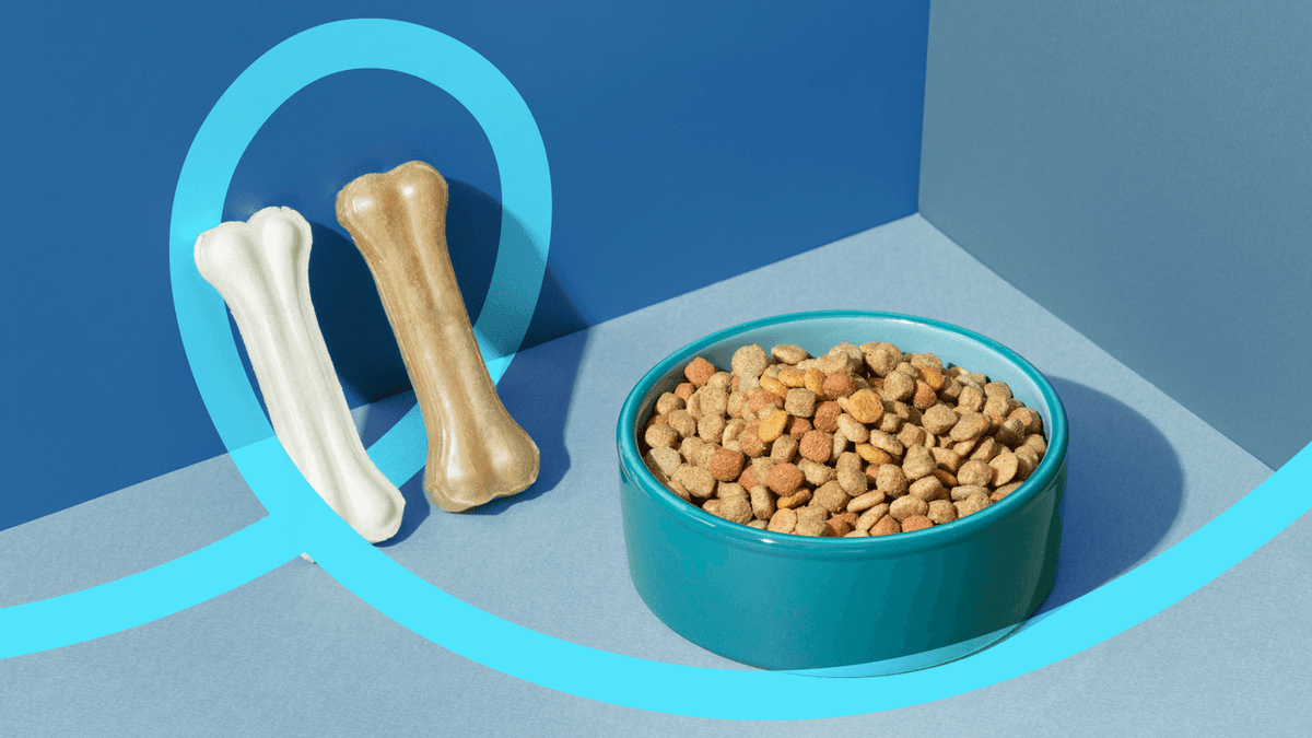 Beyond Dry Food: How to Feed Your Pet?