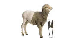 Sheep Services